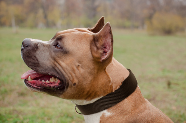 Walking and Traning Nylon Dog Collar