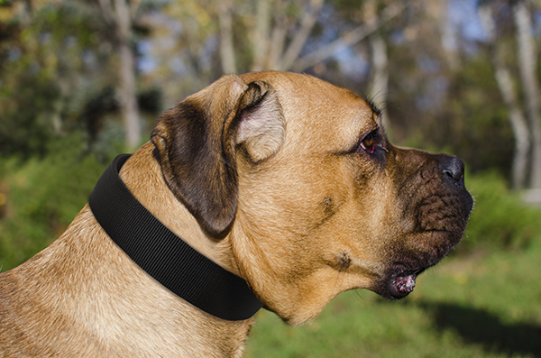 Quality Walking Dog Collar on Boxer