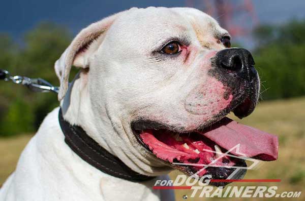 Pure Leather American Bulldog Collar