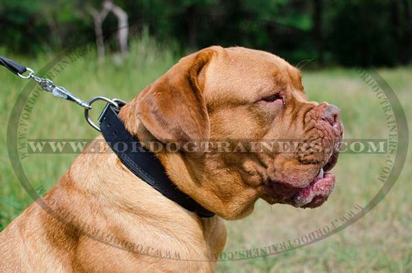 Leather Padded Collar for Dogue-De-Bordeaux