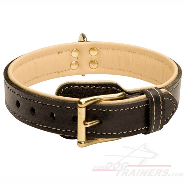 Padded Leather Dog Collar with Golden Like Fittings