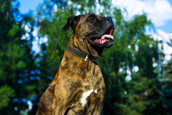 Dog Collar Made Leather on Boxer