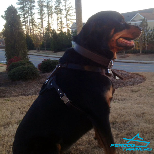 Leather  Rottweiler Collar with Felt Padding for Safe Training