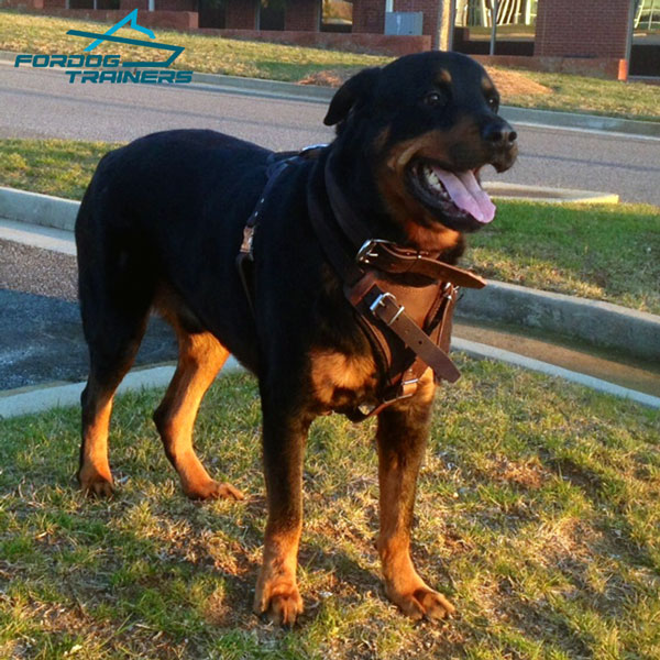 Padded Dog Collar Leather for  Rottweiler