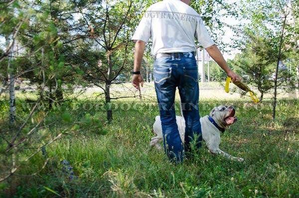 Stylish Dog Collar for American Bulldog