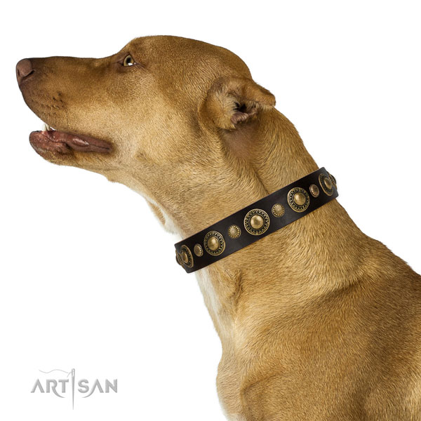 Extraordinary walking brown leather Pitbull collar with decorations