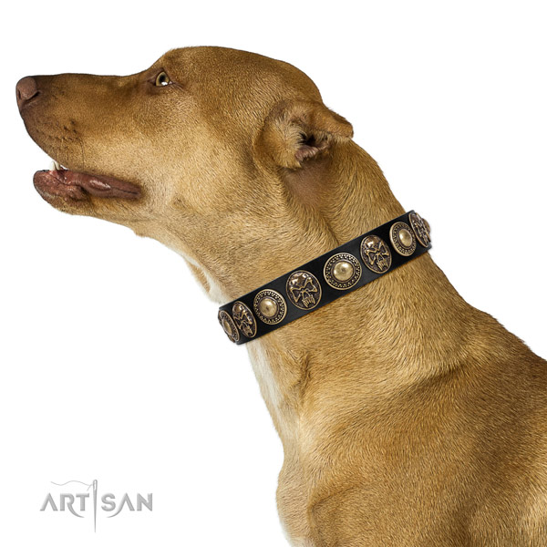 Full Grain Leather Pitbull Collar for Daily Activity