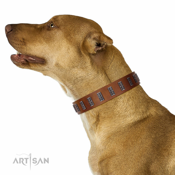 Extraordinary walking tan leather Pitbull collar with chic decorations