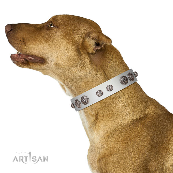 Extraordinary walking white leather Pitbull collar with chic decorations