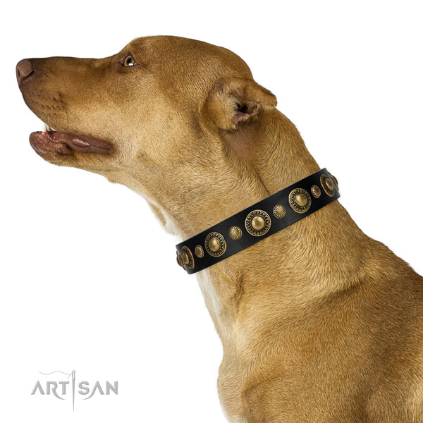 Extraordinary walking black leather Pitbull collar with chic decorations