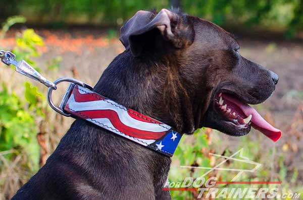 Leather Pitbull Collar with Amazing Drawing