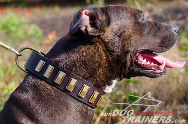 Elegant Leather Pitbull Collar for Walking 