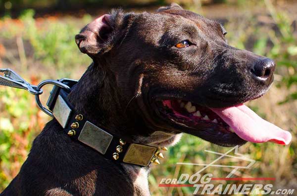 Leather Pitbull Collar for Safe Daily Walking