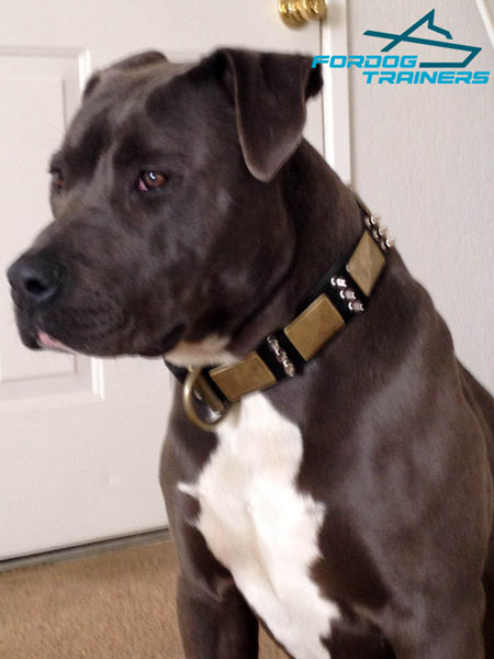 Walking Leather PItbull Collar