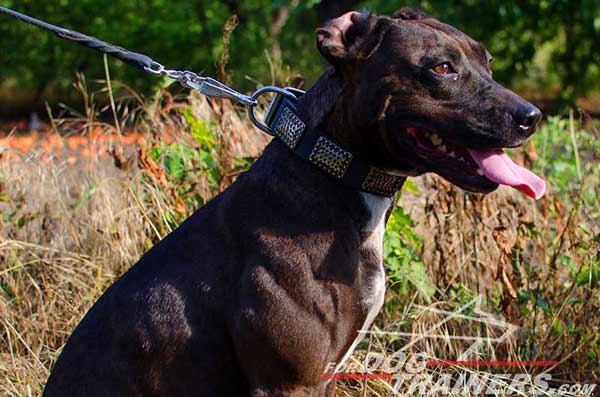 Decorated Pitbull Collar for Daily Walking 