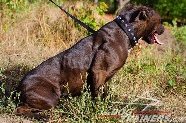 Nylon Pitbull Collar for Dog Training