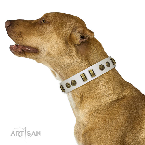 Pitbull fancy walking dog collar of fine quality genuine leather