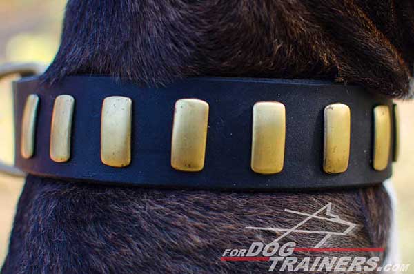 Decorated leather collar with brass plates for Pitbull