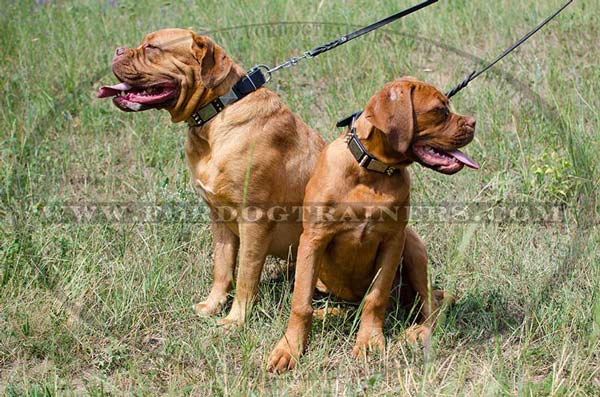 Cool-looking Dogue-De-Bordeaux Collar