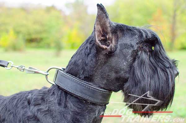 Riesenschnauzer Dog Training Collar Padded