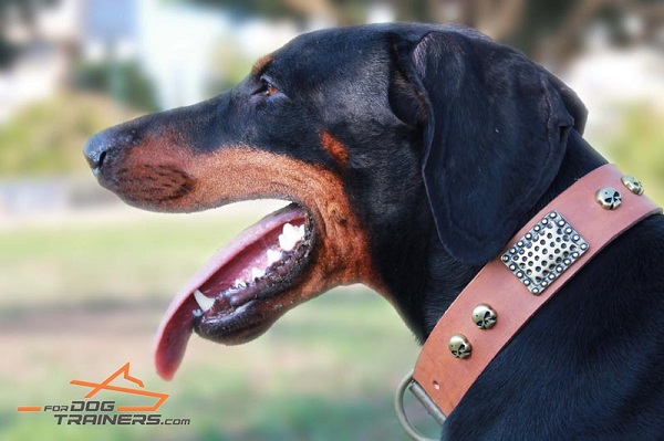 Artisan Leather Doberman Collar with Vintage Decor