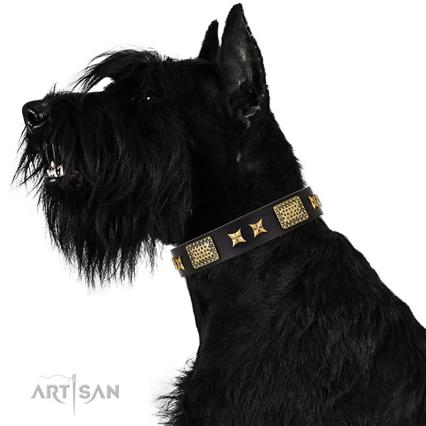 Reisenschnauzer everyday use dog collar of trendy leather