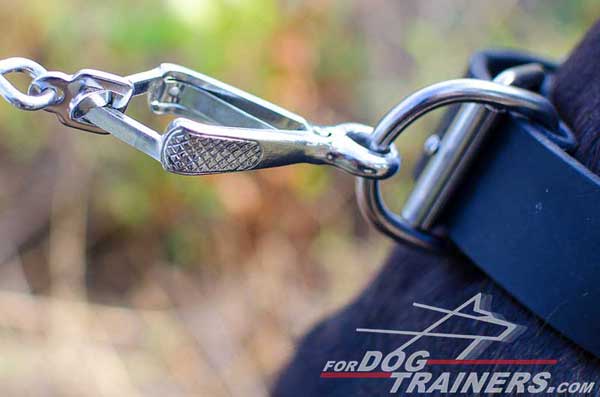 Silver-Like Nickel Plated D-Ring on Leather Pitbull Collar 