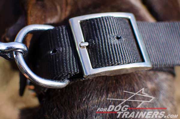 Extra Durable D-Ring on Pitbull Collar
