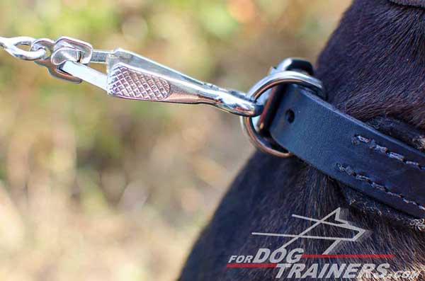 Durable Hardware on Leather Pitbull Collar