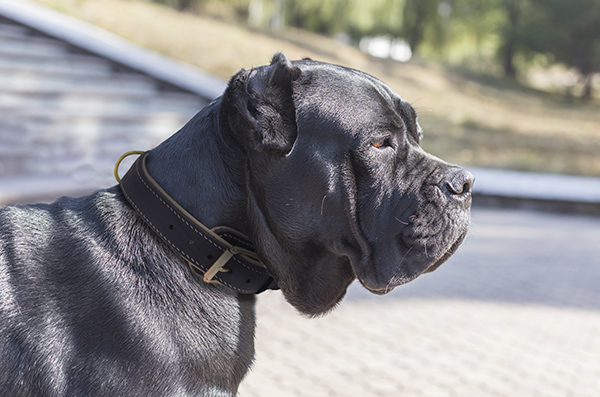 Dog Collar on Cane Corso Made of Leather