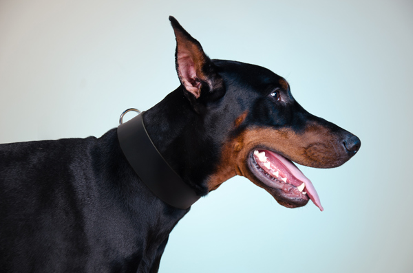 Walking Leather Dog Collar on Doberman