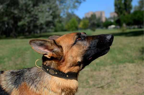 Dog Collar Made of Leather on German Shepherd