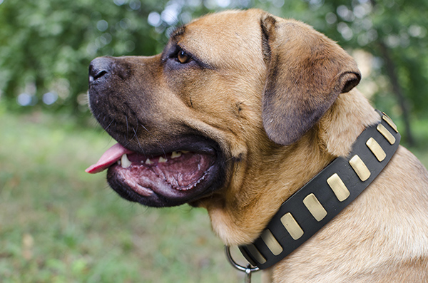 Training Leather Dog Collar on Cane Corso
