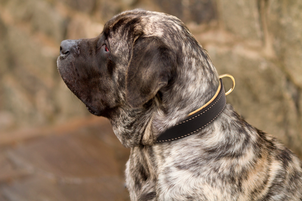 Walking Leather Dog Collar on Mastiff