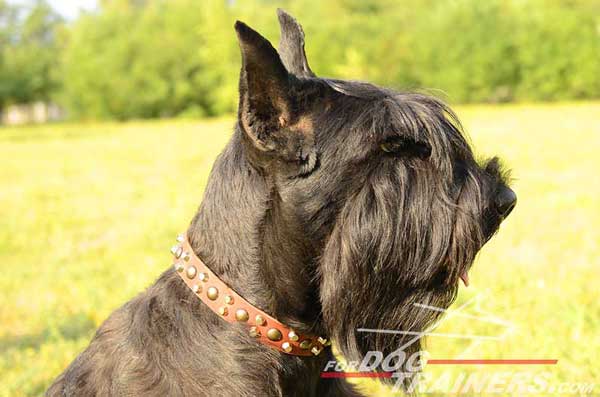 Walking Leather Riesenschnauzer Collar 