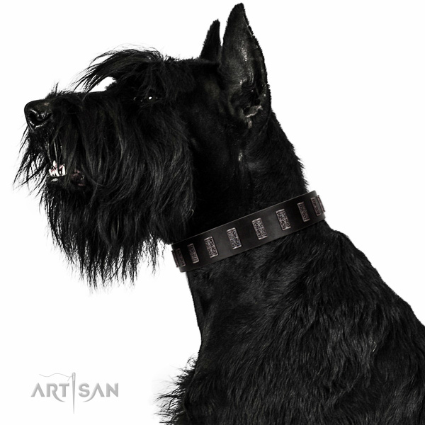 Extraordinary walking black leather Riesenschnauzer collar with chic decorations