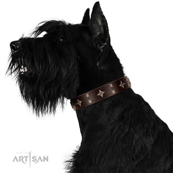 Royal look brown leather Riesenschnauzer collar with silver-like covered decorative elements