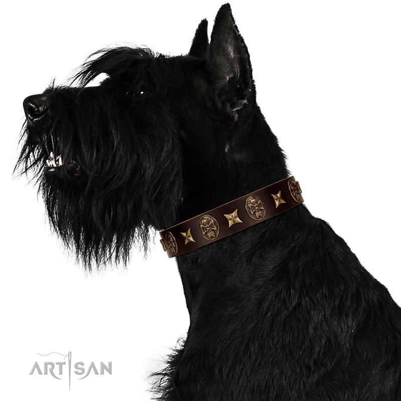 Comfortable leather Riesenschnauzer collar for walking