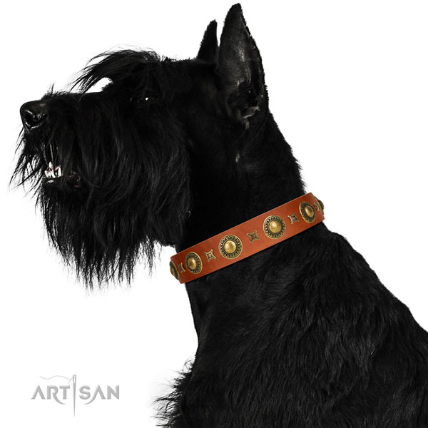 Extraordinary walking leather Riesenschnauzer collar with decorations