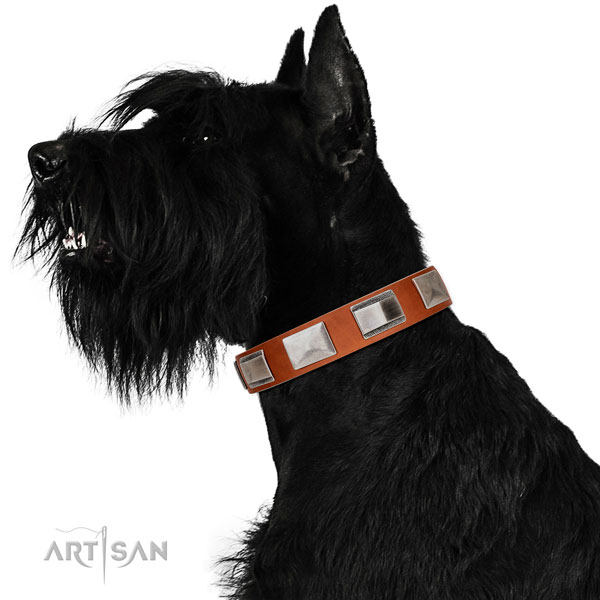 Extraordinary walking leather Riesenschnauzer collar with chic decorations