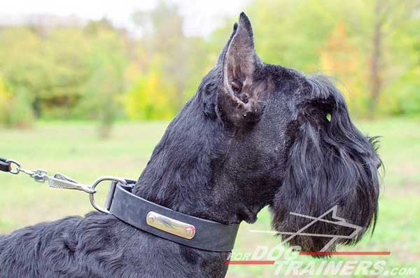 Leather Riesenschnauzer Collar Durable Fittings