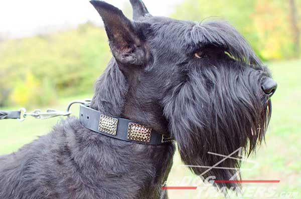 Riesenschnauzer Collar Handcrafted