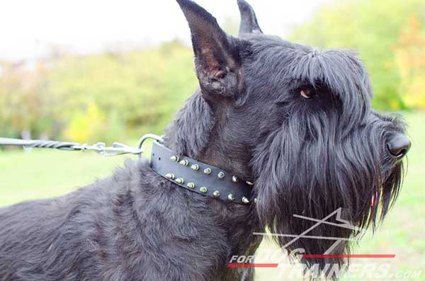 Spiked Leather Riesenschnauzer Collar 