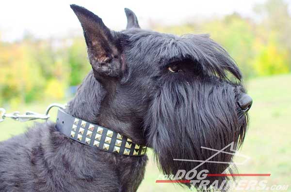 Walking Leather Riesenschnauzer Collar 