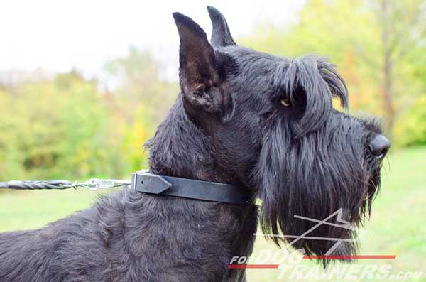 Training Dog Collar for Riesenschnauzer