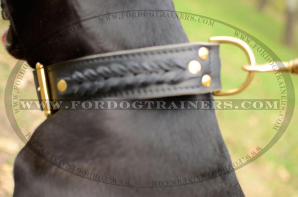 Securely riveted 2 ply leather Pitbull collar with brass hardware