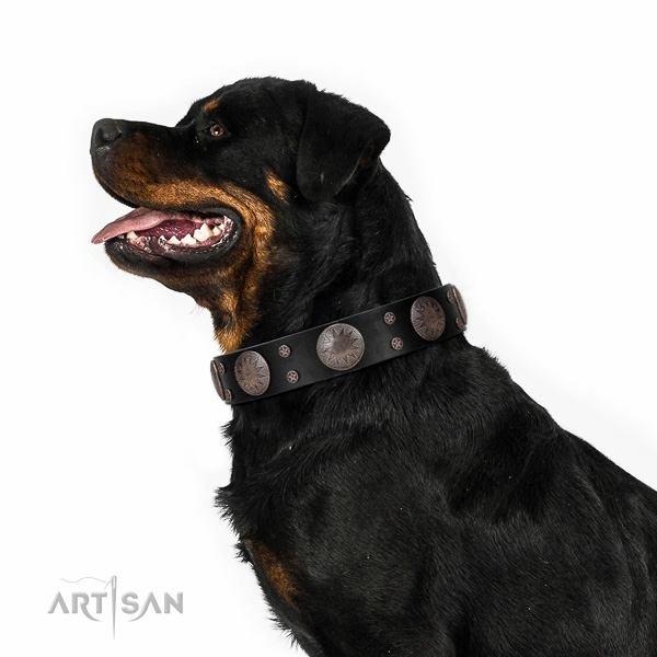 Extraordinary walking black leather Rottweiler collar with chic decorations