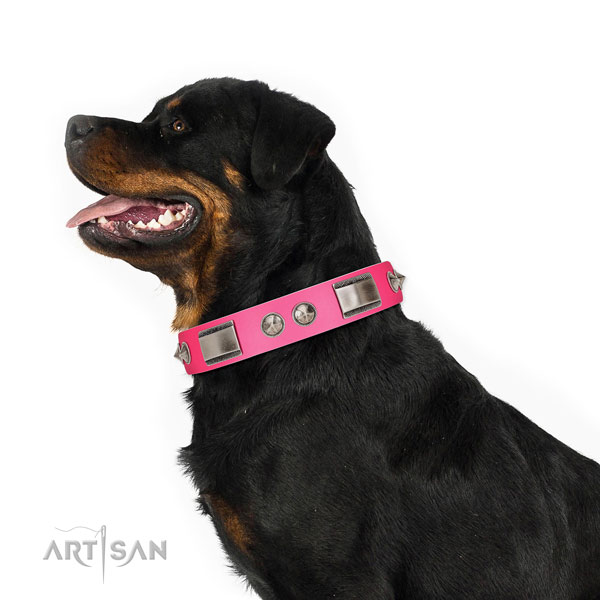 Extraordinary walking leather Rottweiler collar with chic decorations