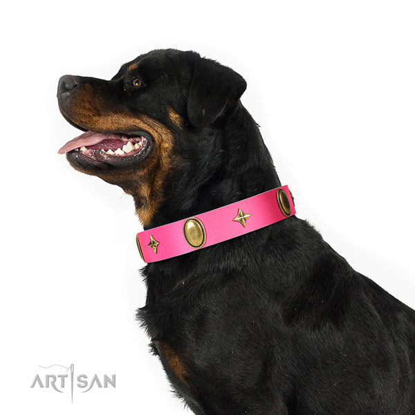 Pink leather collar for stylish Rottweiler look