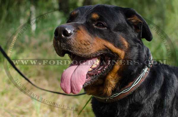 Painted Leather Rottweiler Collar
